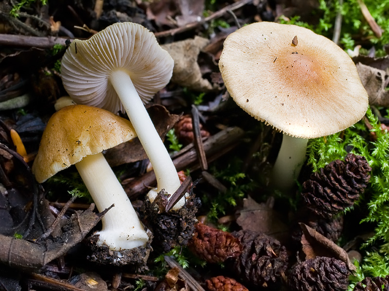 Inocybe mixtilis